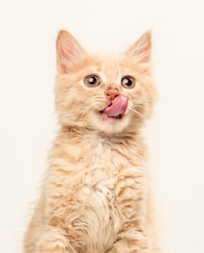 Happy pets eating from automatic feeder