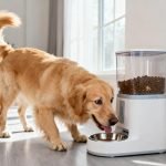 Are Automatic Feeders Good for Dogs? An Honest, Expert Look