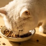 Do Automatic Cat Feeders Work for Multiple Cats? [2026 Guide]