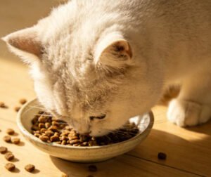 Do Automatic Cat Feeders Work for Multiple Cats? [2026 Guide]